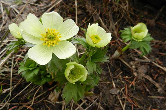 USA-Flowers-American Globe Flower