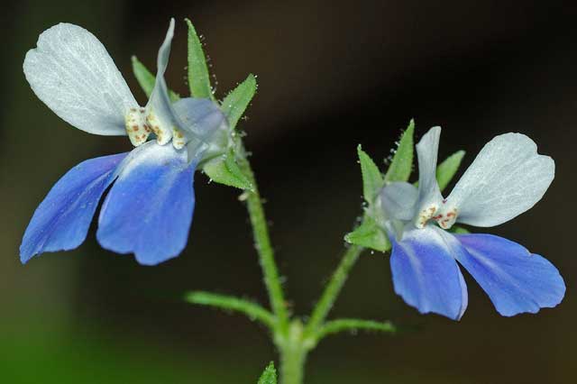 USA-Flowers-Blue-Eyed Mary