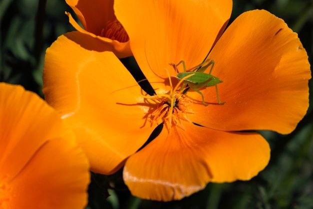 USA-Flowers-California Poppy