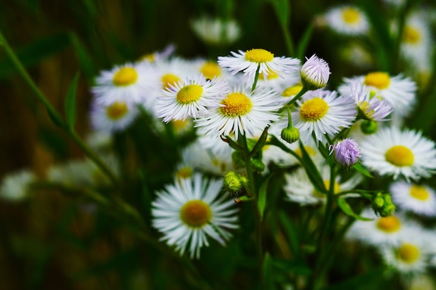 USA-Flowers-Daisies