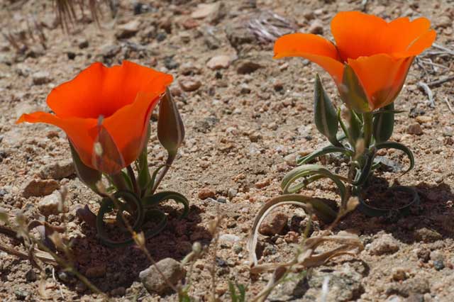 USA-Flowers-Desert Mariposa Lily
