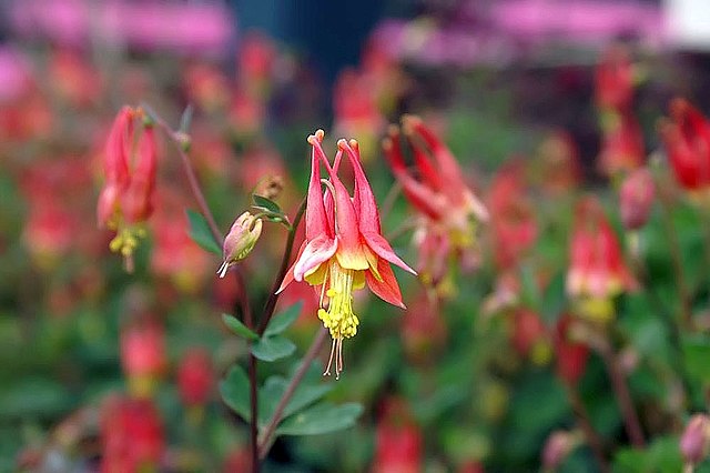 USA-Flowers- Eastern Red Columbine