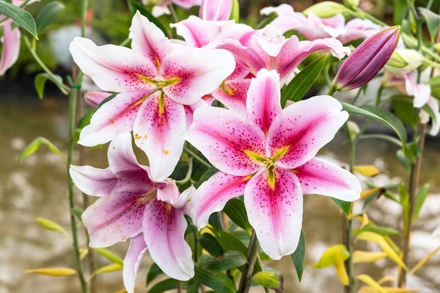 USA-Flowers-Lilies
