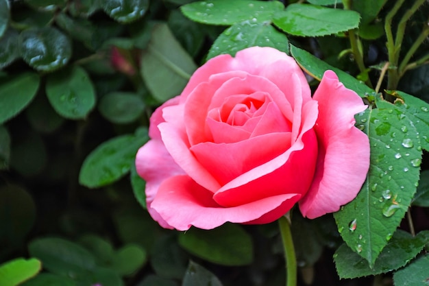 USA-Flowers-Roses