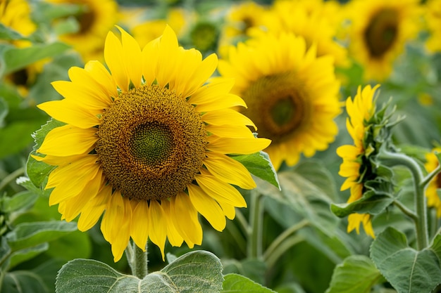 USA-Flowers-Sunflowers