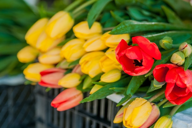 USA-Flowers-Tulips