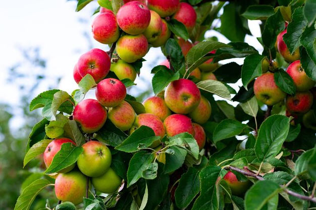 USA-Plants-Apple Tree