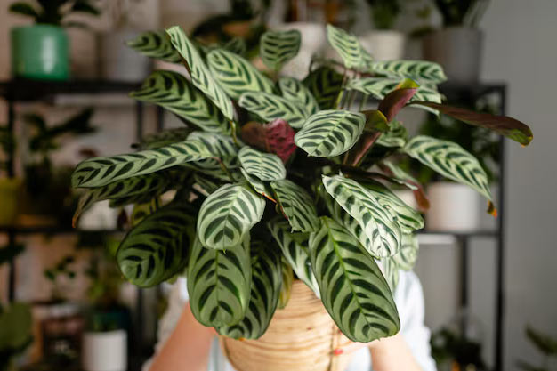 USA-Plants-Calathea Plant
