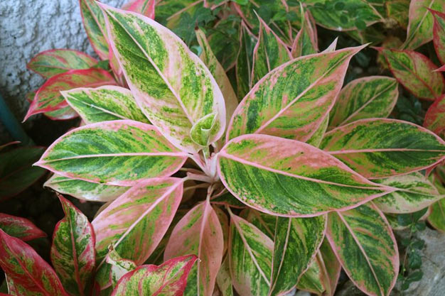 USA-Plants-Chinese Evergreen 