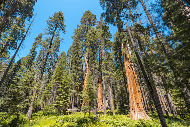 USA-Plants-Coastal Redwood
