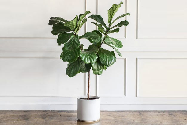 USA-Plants-Fiddle Leaf Fig