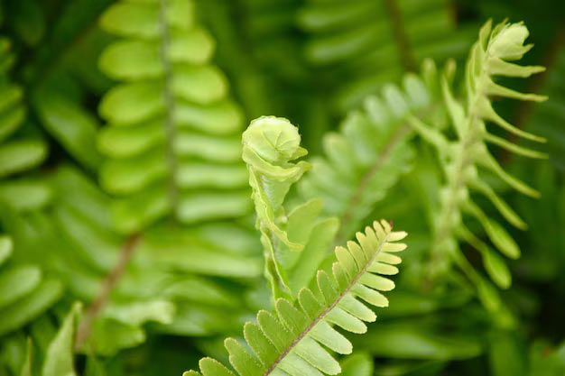 USA-Plants-Furbish's Lousewort