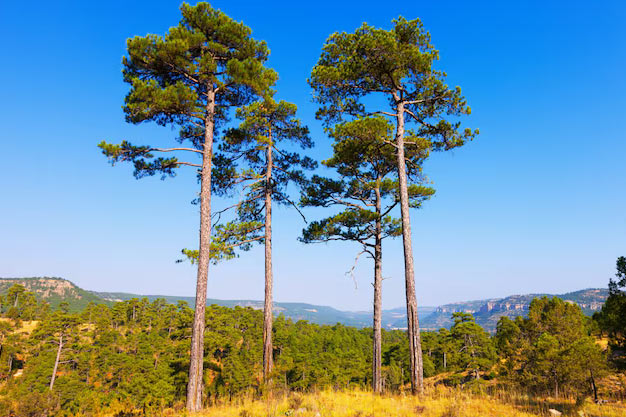 USA-Plants-Giant Sequoia