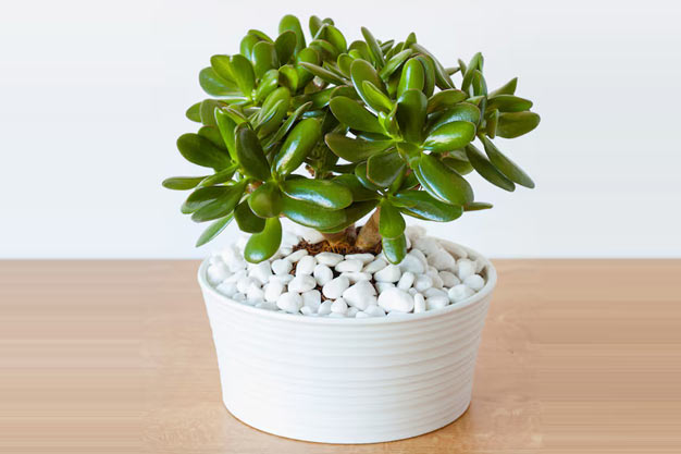 USA-Plants-Jade Plant
