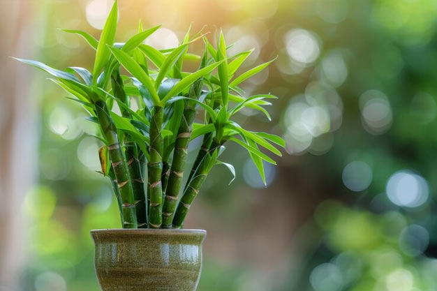 USA-Plants-Lucky Bamboo