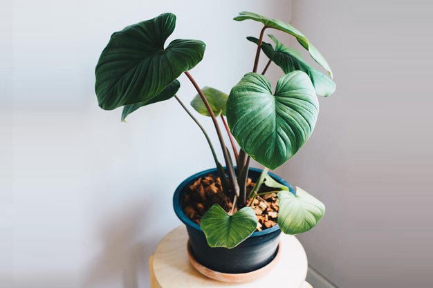 USA-Plants-Philodendron Plant