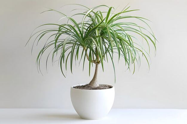 USA-Plants-Ponytail Palm