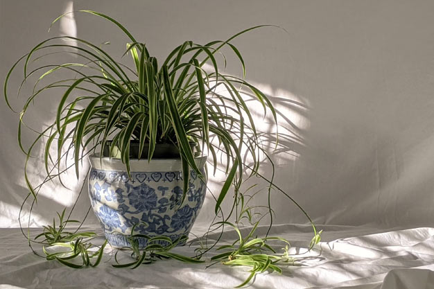 USA-Plants-Spider Plant