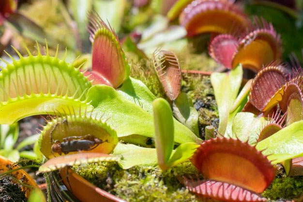 USA-Plants-Venus Flytrap