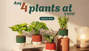 Advertisement 7