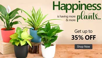 Advertisement 3
