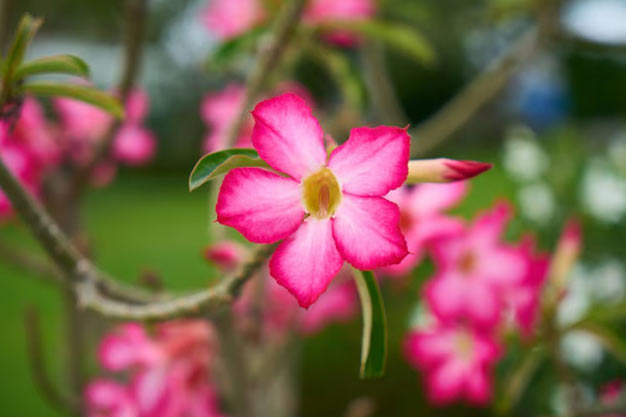 south-africa-Flowers-Impala Lily