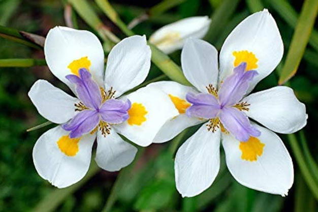 south-africa-Flowers-African Iris