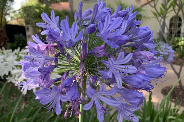 south-africa-Flowers-African Lily