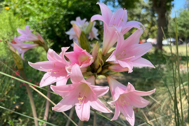 south-africa-Flowers-Belladonna Lily