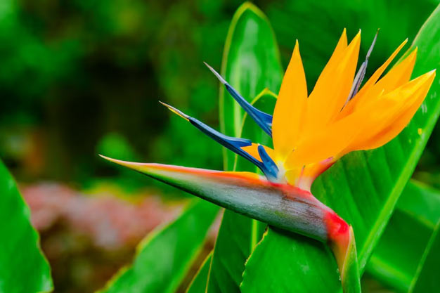 south-africa-Flowers-Bird of Paradise