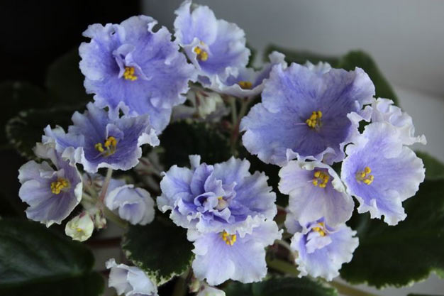 south-africa-Flowers-Cape Primrose
