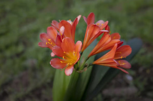south-africa-Flowers-Bush Lily