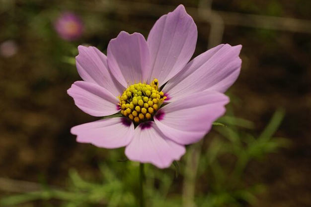 south-africa-Flowers-Cosmos