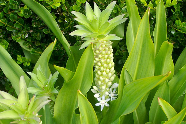 south-africa-Flowers-Pineapple Lily