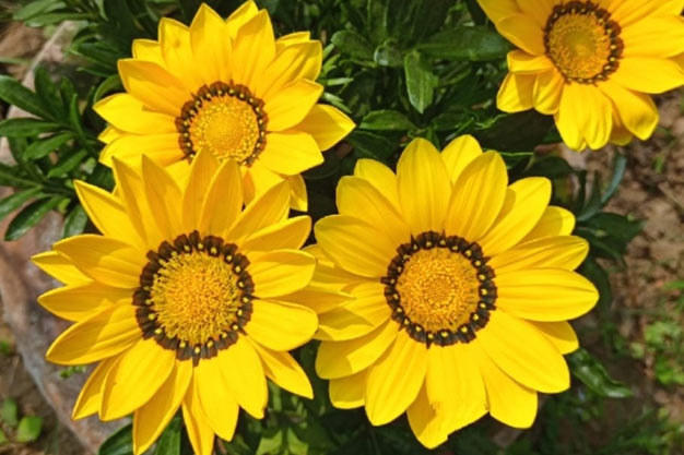 south-africa-Flowers-African Daisy