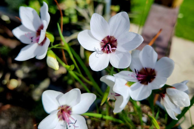 south-africa-Flowers-Tulbagh Satin Flower
