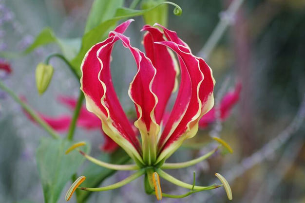 south-africa-Flowers-Glory Lily