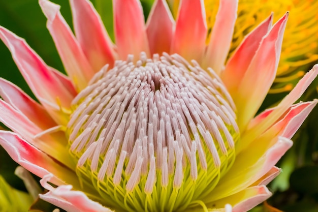 south-africa-Flowers-King Protea