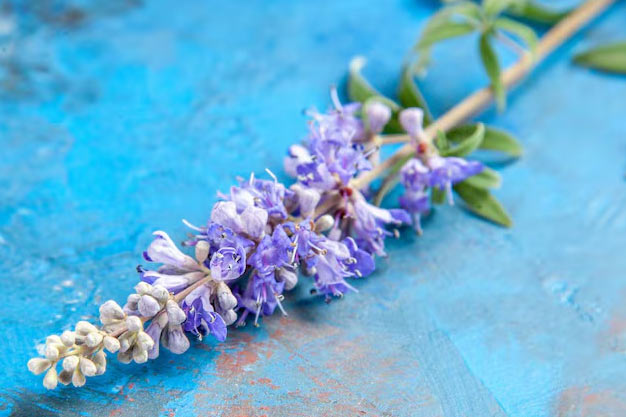 south-africa-Flowers-Lavender