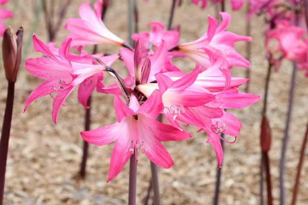 south-africa-Flowers-Malgas Lily