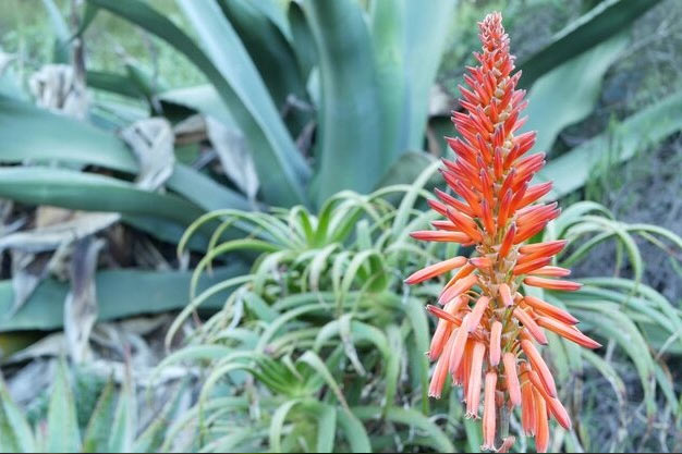 south-africa-Flowers-Mountain Aloe