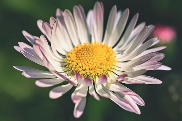 south-africa-Flowers-Namaqualand Daisies