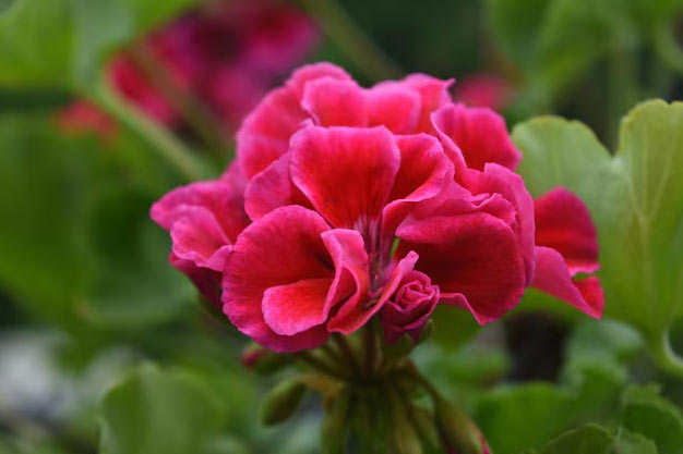 south-africa-Flowers-Geraniums