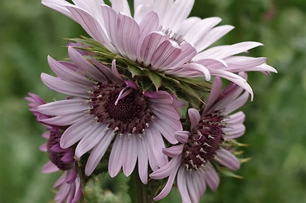 south-africa-Flowers-Purple Berkheya