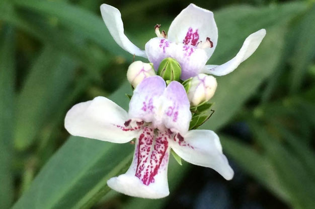 south-africa-Flowers-Pyramid Cabong
