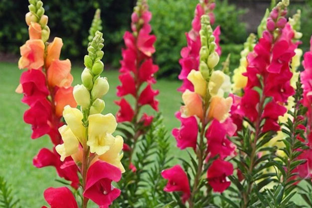 south-africa-Flowers-Snapdragons