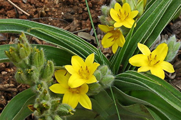 south-africa-Plants-African Potato