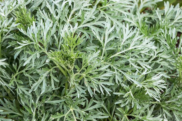 south-africa-Plants-African Wormwood