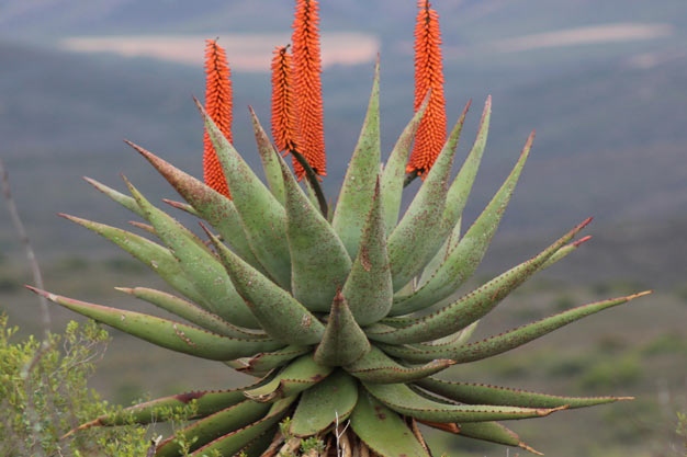 south-africa-Plants-Bitter Aloe/Cape Aloe