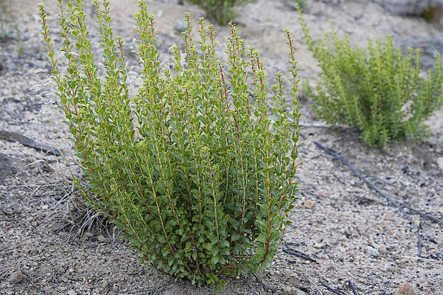 south-africa-Plants-Buchu